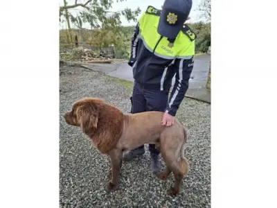 Irish police got a call about a lion. It was actually a dog named Mouse.