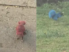 Authorities in a Connecticut town want to speak with whoever is painting the squirrels