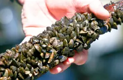 DNR: Zebra mussel larvae reported in Phalen chain of lakes in Ramsey County