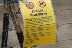 Northern Arizona resident dies from plague