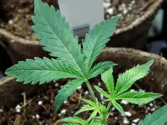 Petitioners gathering signatures to repeal legal marijuana accused of misleading voters